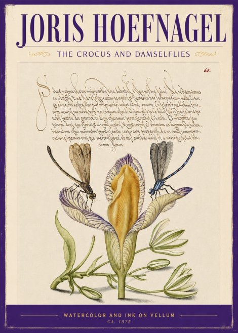 Joris Hoefnagel The Crocus and Damselflies No2 - Poster
