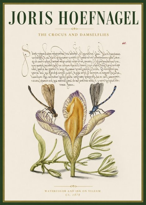 Joris Hoefnagel The Crocus and Damselflies No3 - Poster
