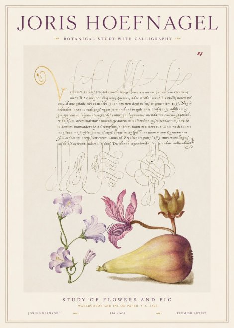 Joris Hoefnagel Study of Plants II No2 - Poster