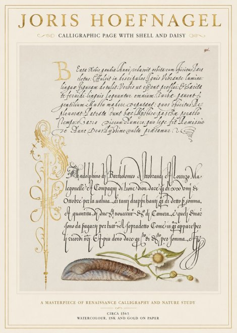 Joris Hoefnagel Calligraphic Page with Shell and Daisy No1 - Poster