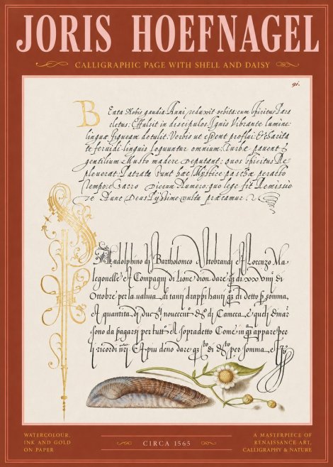 Joris Hoefnagel Calligraphic Page with Shell and Daisy No2 - Poster