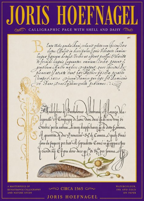 Joris Hoefnagel Calligraphic Page with Shell and Daisy No3 - Poster