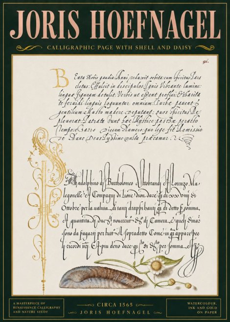 Joris Hoefnagel Calligraphic Page with Shell and Daisy No4 - Poster