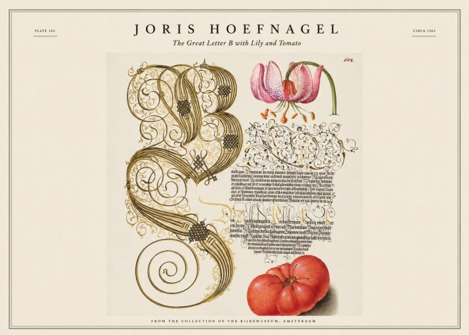 Joris Hoefnagel The Great Letter B with Lily and Tomato No1 - Poster