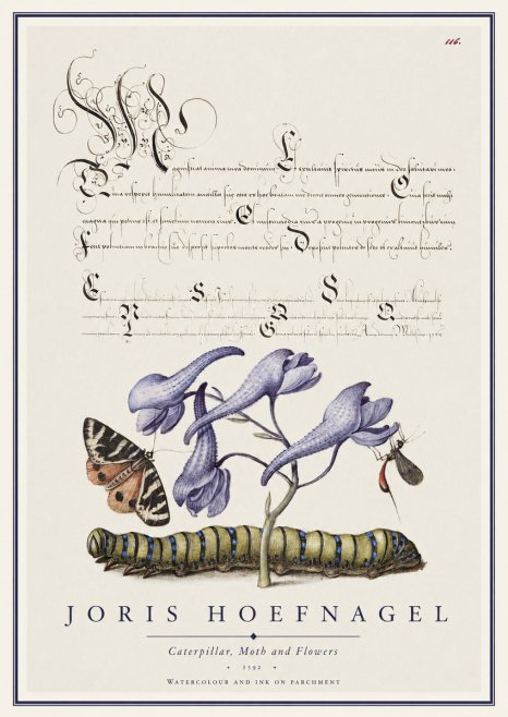 Joris Hoefnagel Caterpillar, Moth and Flowers No1 - Poster