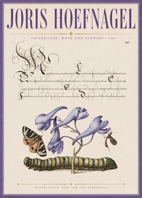 Joris Hoefnagel Caterpillar, Moth and Flowers No3 - Poster