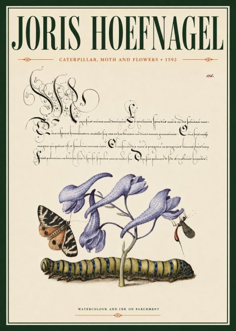 Joris Hoefnagel Caterpillar, Moth and Flowers No4 - Poster