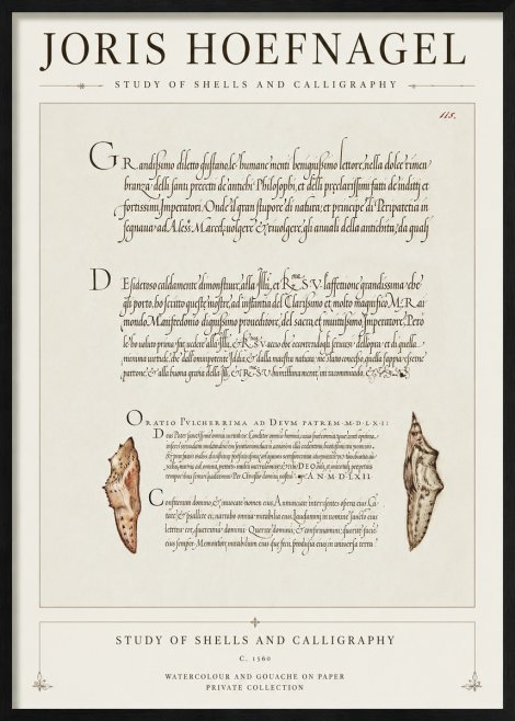 Joris Hoefnagel Study of Shells and Calligraphy No1 - Poster