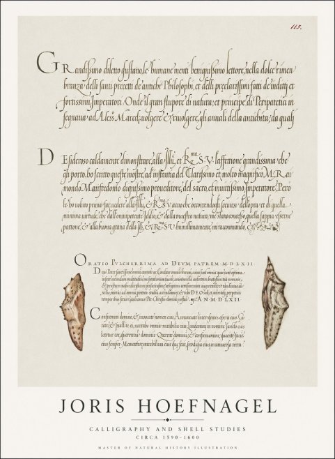 Joris Hoefnagel Study of Shells and Calligraphy No2 - Poster