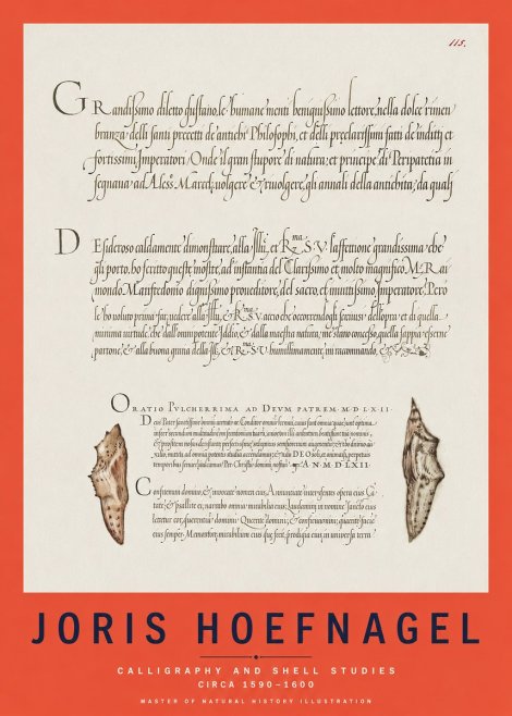 Joris Hoefnagel Study of Shells and Calligraphy No3 - Poster