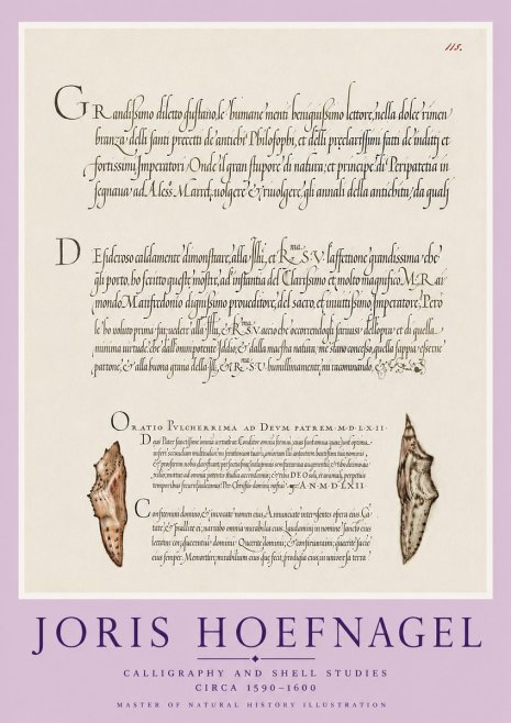Joris Hoefnagel Study of Shells and Calligraphy No6 - Poster