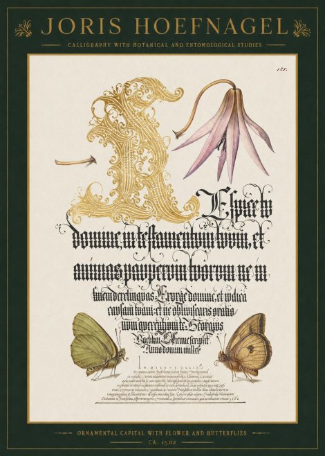 Joris Hoefnagel Ornamental Capital with Flower and Butterflies No1 - Poster
