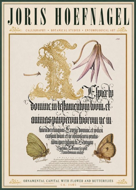 Joris Hoefnagel Ornamental Capital with Flower and Butterflies No3 - Poster