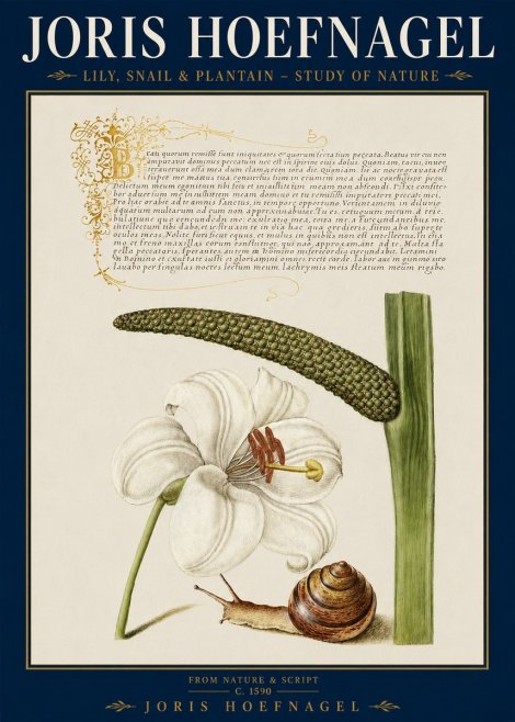 Joris Hoefnagel Lily, Snail & Plantain - Study of Nature No3 - Poster