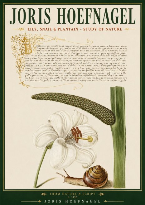 Joris Hoefnagel Lily, Snail & Plantain - Study of Nature No5 - Poster