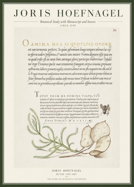 Joris Hoefnagel Botanical Study with Manuscript and Insects No1 - Poster