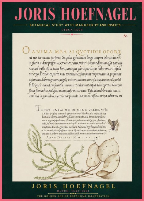 Joris Hoefnagel Botanical Study with Manuscript and Insects No4 - Poster