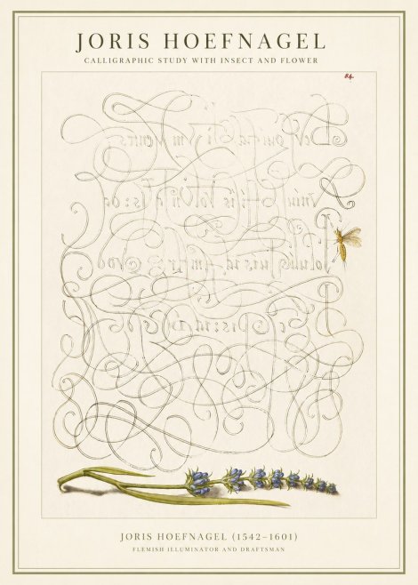 Joris Hoefnagel Calligraphic Study with Insect and Flower No1 - Poster