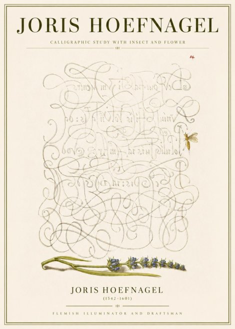 Joris Hoefnagel Calligraphic Study with Insect and Flower No3 - Poster