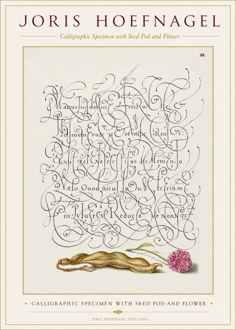 Joris Hoefnagel Calligraphic Specimen with Seed Pod and Flower No1 - Poster
