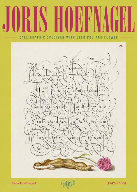 Joris Hoefnagel Calligraphic Specimen with Seed Pod and Flower No2 - Poster
