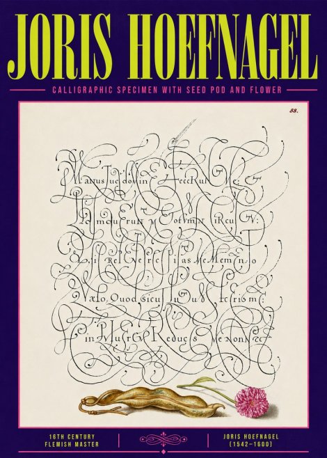 Joris Hoefnagel Calligraphic Specimen with Seed Pod and Flower No6 - Poster