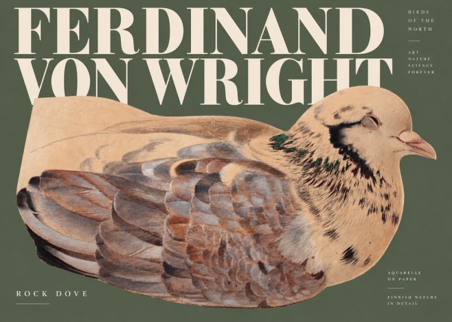 Ferdinand von Wright Turtle Dove Study No3 - Poster