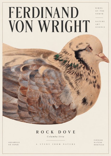 Ferdinand von Wright Turtle Dove Study No6 - Poster