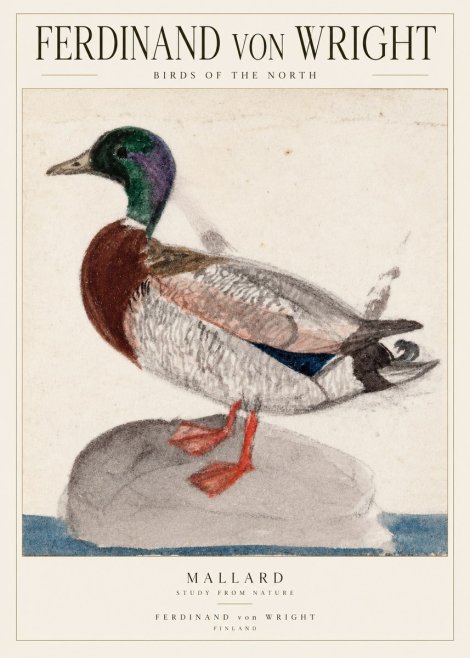 Ferdinand von Wright Mallard No2 - Poster