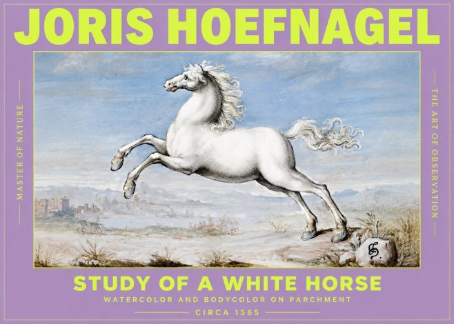 Joris Hoefnagel Study of a White Horse No3 - Poster