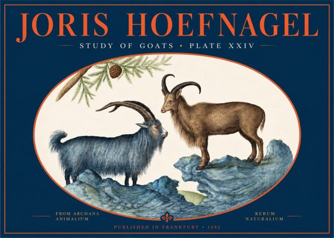 Joris Hoefnagel Two Mountain Goats from the Series Quadrupeds No3 - Poster