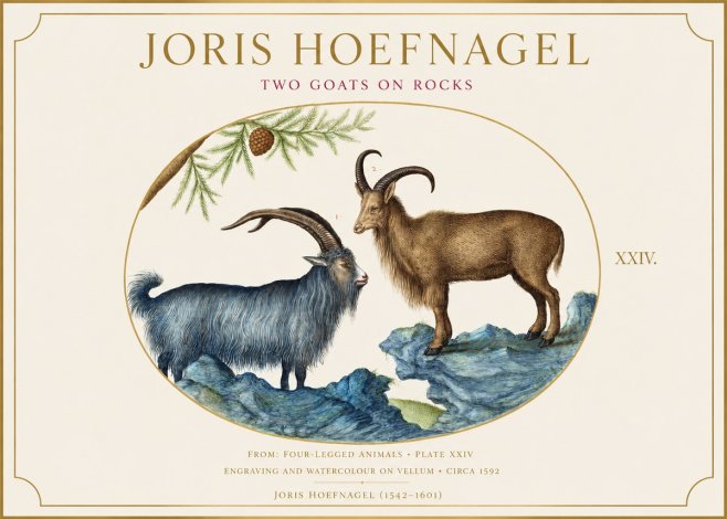 Joris Hoefnagel Two Mountain Goats from the Series Quadrupeds No6 - Poster