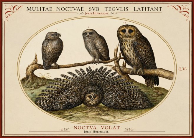 Joris Hoefnagel Noctva Volat No2 - Poster