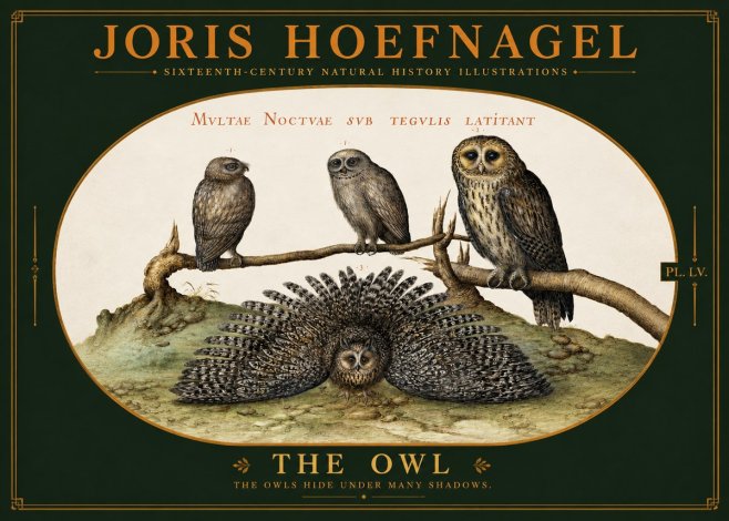 Joris Hoefnagel Noctva Volat No6 - Poster