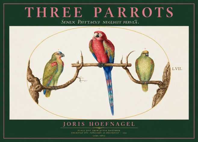 Joris Hoefnagel Three Parrots No2 - Poster