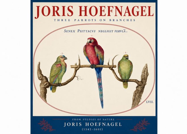 Joris Hoefnagel Three Parrots No4 - Poster
