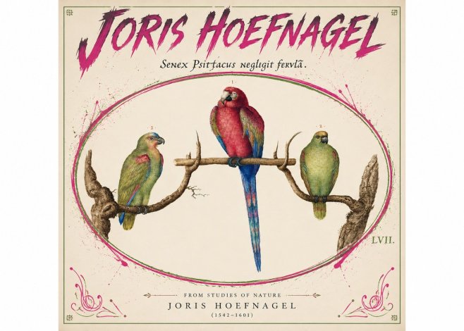 Joris Hoefnagel Three Parrots No5 - Poster