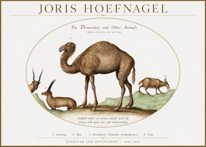 Joris Hoefnagel The Dromedary and Other Animals from Studies of Nature No1 - Poster