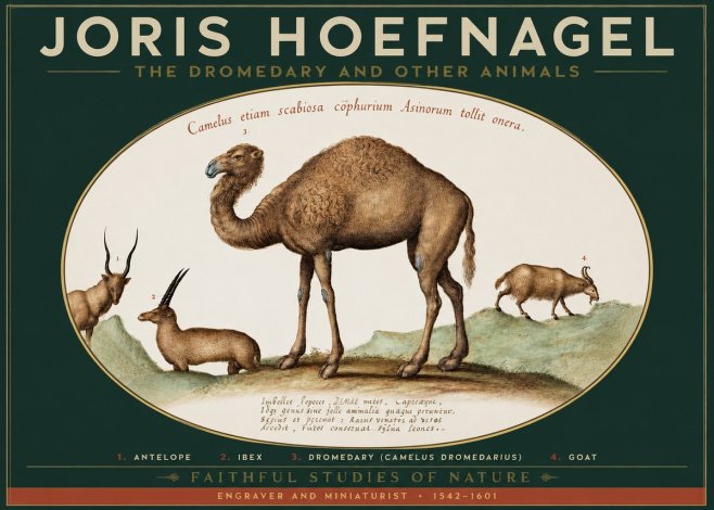 Joris Hoefnagel The Dromedary and Other Animals from Studies of Nature No2 - Poster