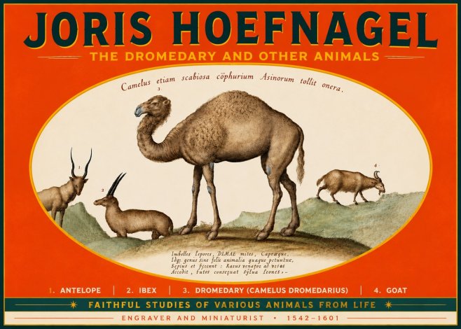 Joris Hoefnagel The Dromedary and Other Animals from Studies of Nature No5 - Poster
