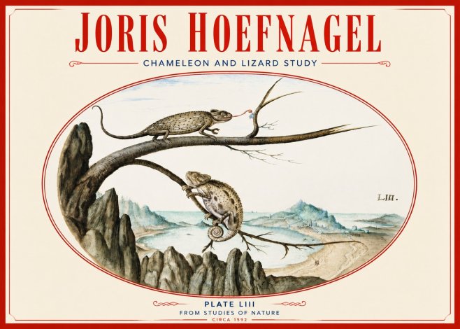 Joris Hoefnagel Chameleon and Lizard No4 - Poster