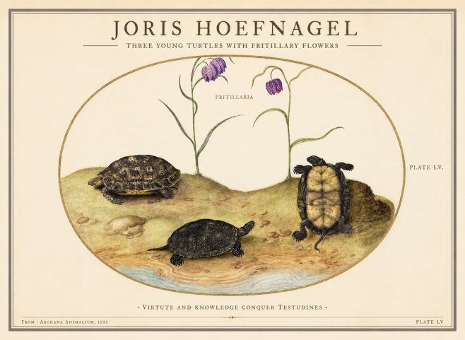Joris Hoefnagel Three Young Turtles with Fritillary Flowers No1 - Poster