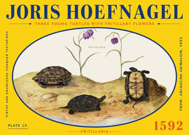 Joris Hoefnagel Three Young Turtles with Fritillary Flowers No2 - Poster