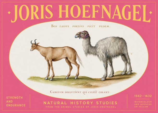 Joris Hoefnagel A Study of Strength and Endurance No2 - Poster