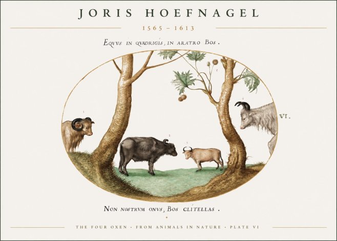 Joris Hoefnagel The Four Oxen No1 - Poster