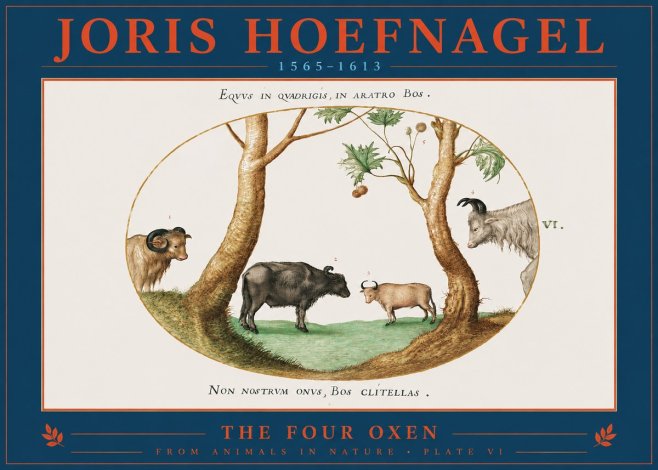Joris Hoefnagel The Four Oxen No2 - Poster