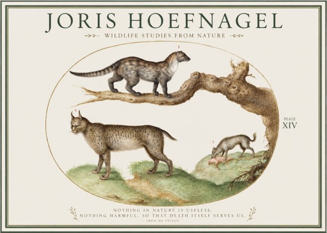 Joris Hoefnagel Wildlife Studies from Nature - Plate Xiv No1 - Poster