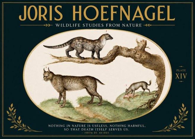 Joris Hoefnagel Wildlife Studies from Nature - Plate Xiv No5 - Poster