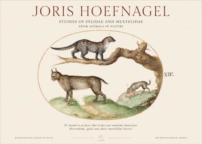 Joris Hoefnagel Wildlife Studies from Nature - Plate Xiv No6 - Poster
