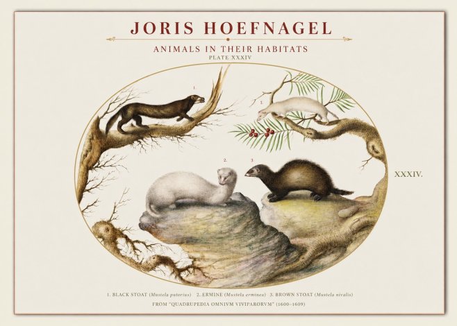 Joris Hoefnagel Animals in Their Habitats Plate Xxxiv No1 - Poster